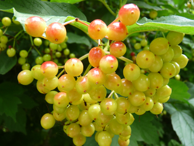 Fruits vénéneux allant progressivement du jaune au rouge et restant sur l'arbre tout l'hiver (car non mangés par les oiseaux). Agrandir dans une nouvelle fenêtre (ou onglet)